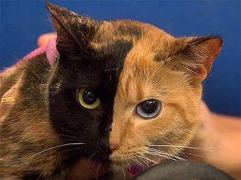 two-faced-cat-chimera-explained_58818_big.jpg